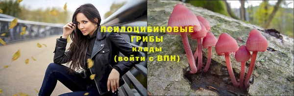 прущие грибы Вязники